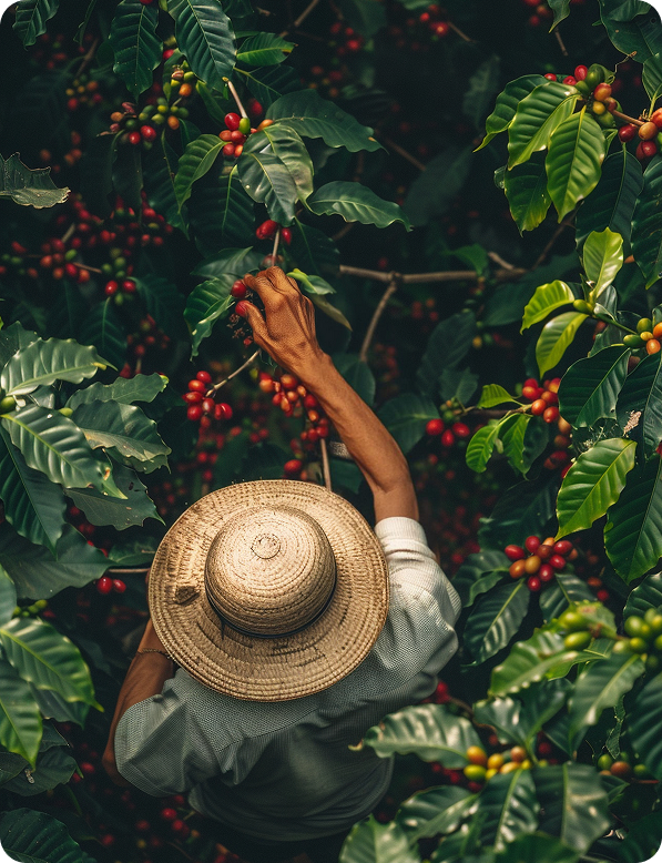 A coffee farmer pouring freshly picked red coffee cherries from a woven basket